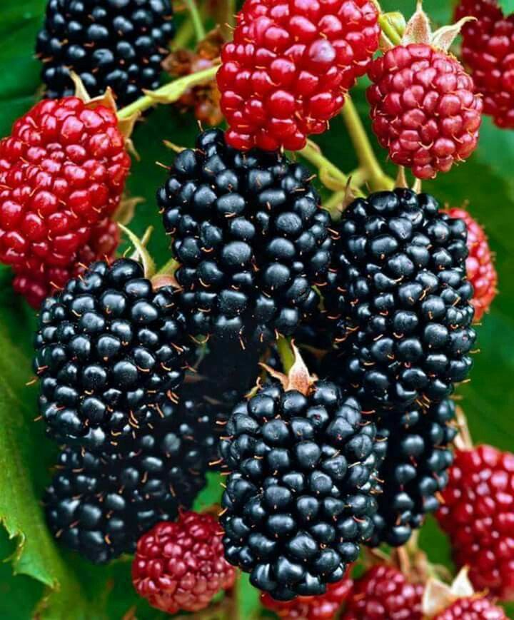 التوت محصول زراعي غني بالقيمة الغذائية وفرص استثمارية واعدة